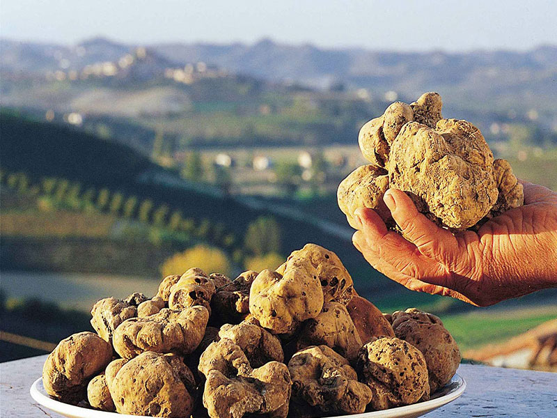 Ricerca del tartufo con visita in cantina